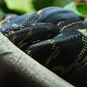 Boelen's python (Python boeleni)
