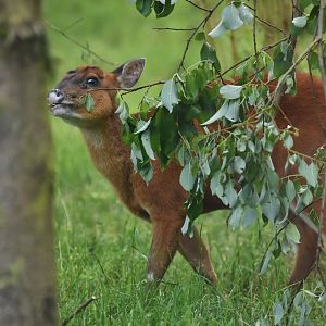 Indian muntjac (Muntiacus muntjak)