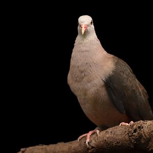 Pink Pigeon Nesoenas mayeri