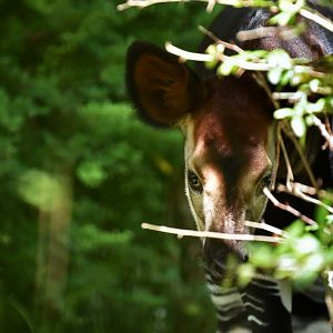 Okapi (Okapia johnstoni)