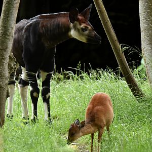 Okapi (Okapia johnstoni) and Natal red duiker (Cephalophus natalensis)