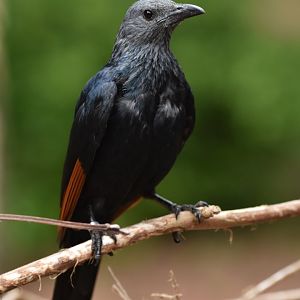 Red-winged Starling Onychognathus morio