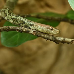 Elaphe moellendorffi