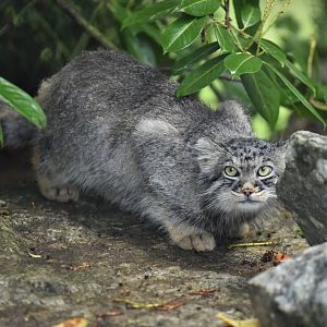 Pallas's cat (Otocolobus manul)