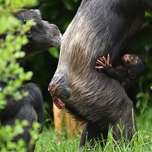 Western common chimpanzee Pan troglodytes verus