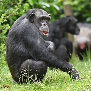 Western common chimpanzee Pan troglodytes verus