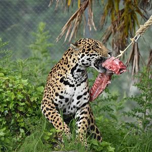 Jaguar (Panthera onca)