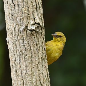 Village Weaver Ploceus cucullatus