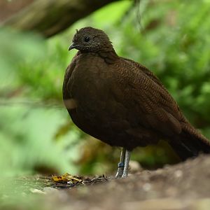 Bronze-tailed Peacock-Pheasant Polyplectron chalcurum