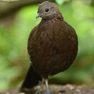 Bronze-tailed Peacock-Pheasant Polyplectron chalcurum
