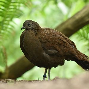 Bronze-tailed Peacock-Pheasant Polyplectron chalcurum