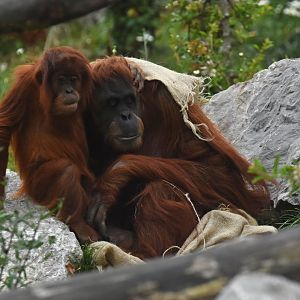 Sumatran orangutan (Pongo abelii)