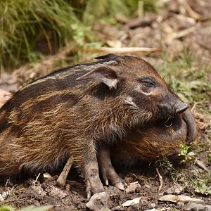 Red river hog (Potamochoerus porcus)