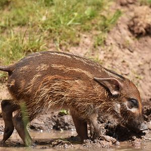 Red river hog (Potamochoerus porcus)