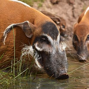 Red river hog (Potamochoerus porcus)