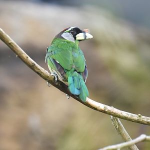 Fire-tufted barbet Psilopogon pyrolophus