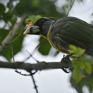 Fire-tufted barbet Psilopogon pyrolophus