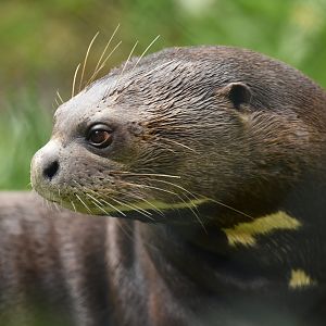 Giant river otter (Pteronura brasiliensis)