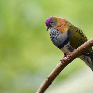 Superb Fruit-Dove Ptilinopus superbus