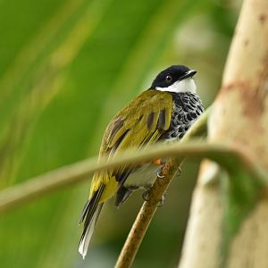 Scaly-breasted Bulbul Ixodia squamata