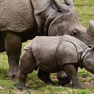 Indian rhinoceros (Rhinoceros unicornis)