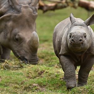 Indian rhinoceros (Rhinoceros unicornis)
