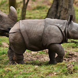 Indian rhinoceros (Rhinoceros unicornis)