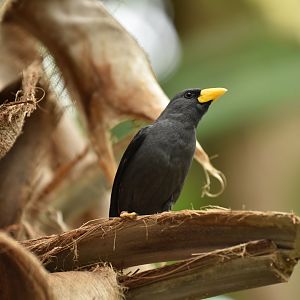 Finch-billed Myna Scissirostrum dubium