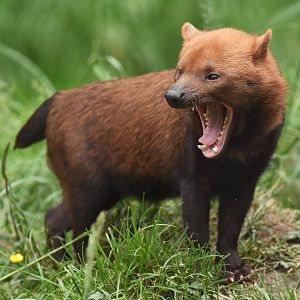 Bushdog (Speothos venaticus)