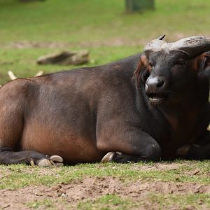 Dwarf buffalo (Syncerus caffer nanus)