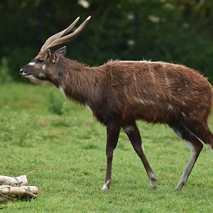 Western sitatunga (Tragelaphus spekii gratus)