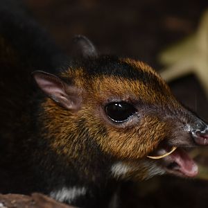 Balabac chevrotain (Tragulus nigricans)