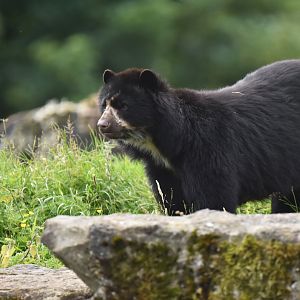Andean Bear(Tremarctos ornatus)