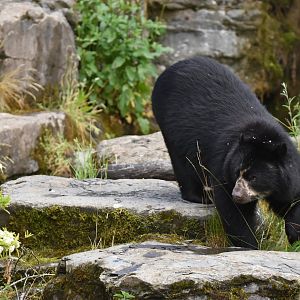 Andean Bear(Tremarctos ornatus)