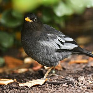 Grey-winged Blackbird Turdus boulboul