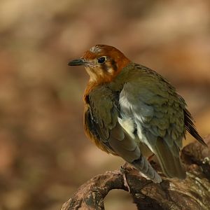 Orange-headed Thrush Geokichla citrina