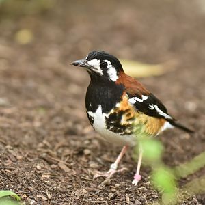 Chestnut-backed Thrush Geokichla dohertyi