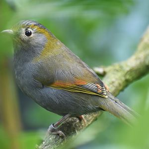 Omei Shan Liocichla Liocichla omeiensis