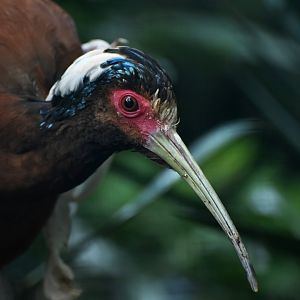 White-winged Ibis Lophotibis cristata