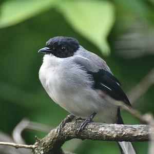Black-headed Sibia Heterophasia desgodinsi