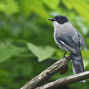 Black-headed Sibia Heterophasia desgodinsi