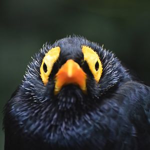 Yellow-faced Myna Mino dumontii