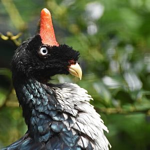 Horned Guan Oreophasis derbianus