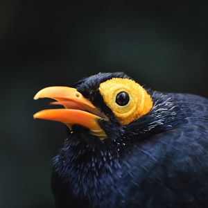 Yellow-faced Myna Mino dumontii