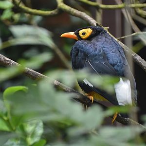 Yellow-faced Myna Mino dumontii