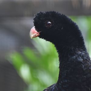 Crestless Curassow Mitu tomentosum