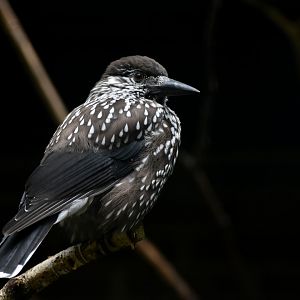 Spotted Nutcracker Nucifraga caryocatactes