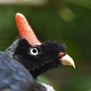 Horned Guan Oreophasis derbianus