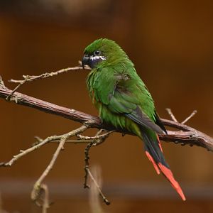 Plum-faced Lorikeet Oreopsittacus arfaki