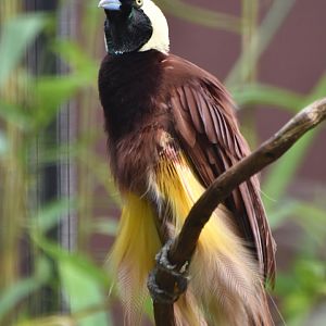 Greater Bird-of-paradise Paradisaea apoda